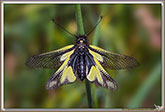 Ascalaphe